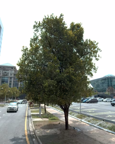 tree photo