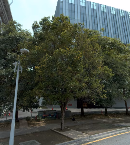 tree photo
