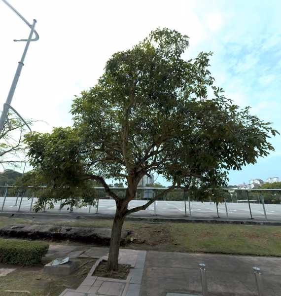 tree photo
