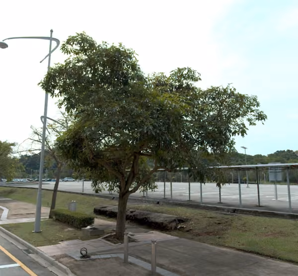 tree photo