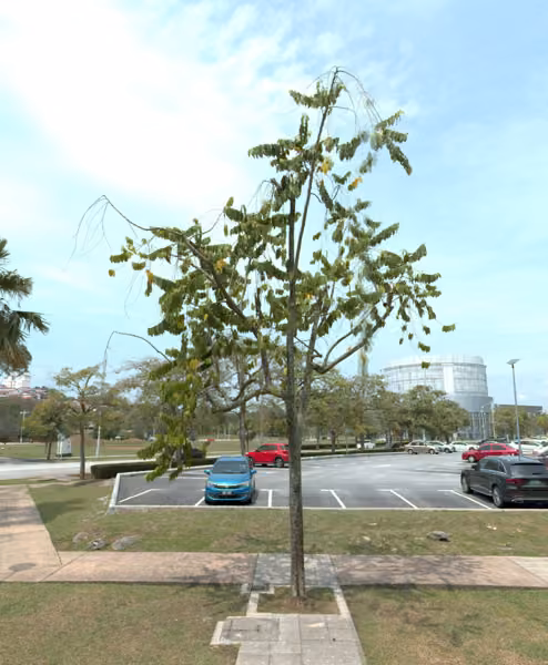 tree photo
