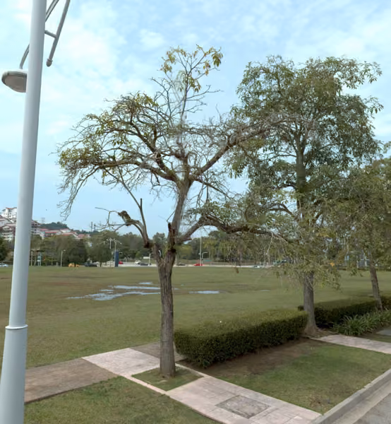 tree photo