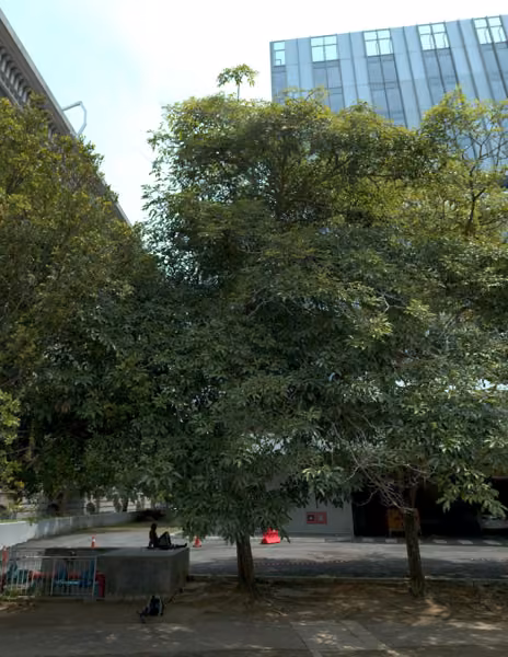tree photo
