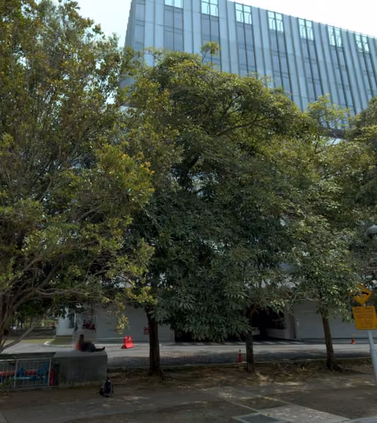 tree photo