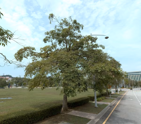 tree photo