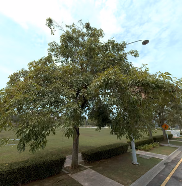 tree photo