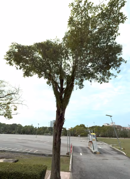tree photo