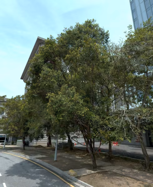 tree photo