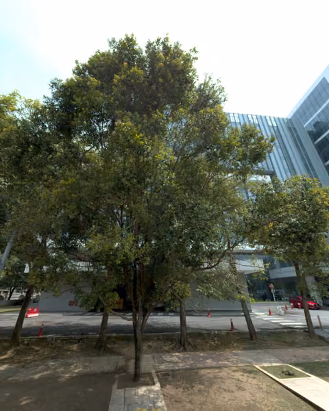 tree photo