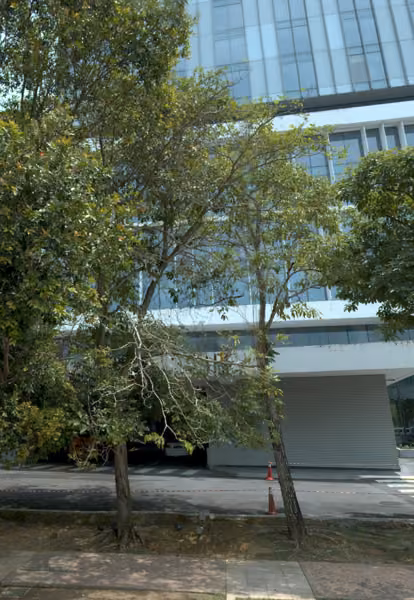 tree photo