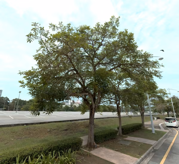tree photo
