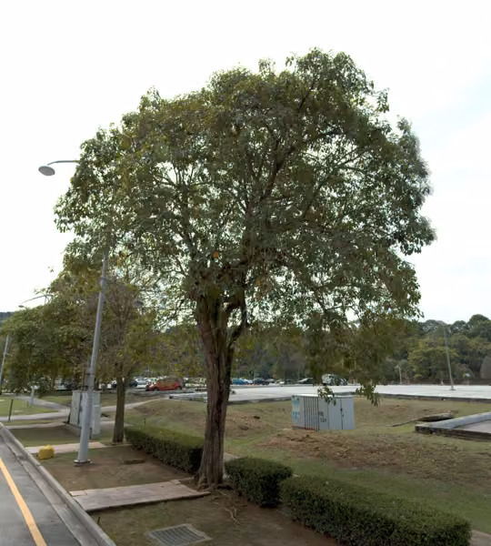 tree photo