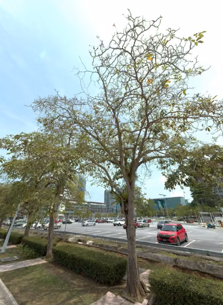 tree photo