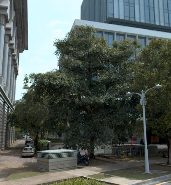 tree photo