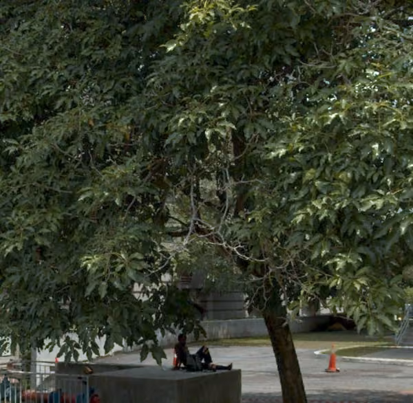 tree photo