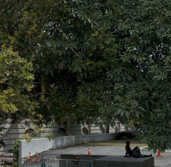 tree photo