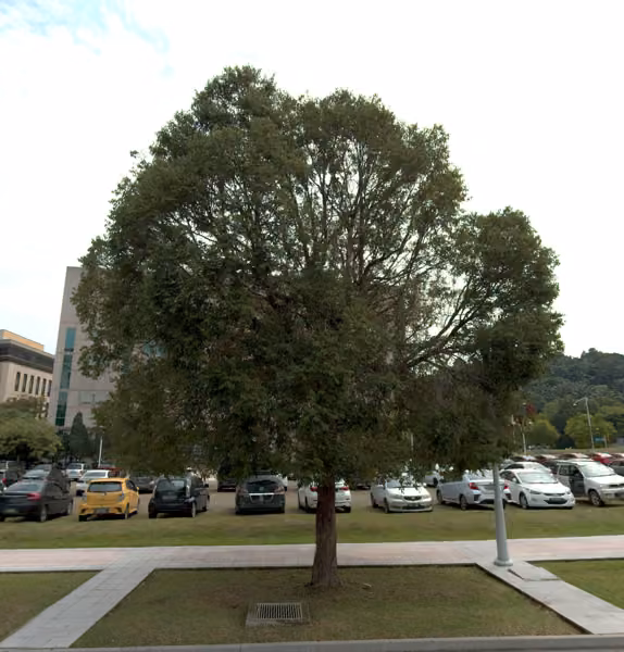 tree photo