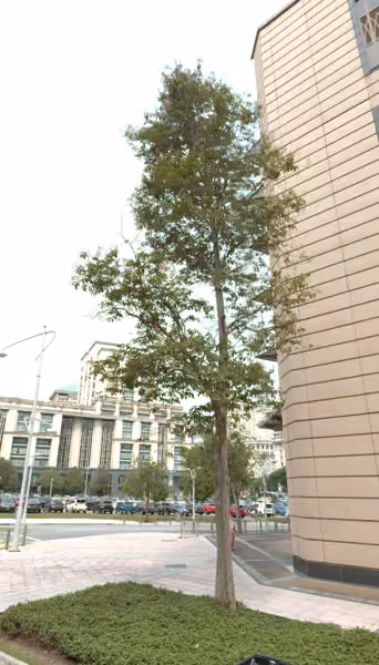 tree photo