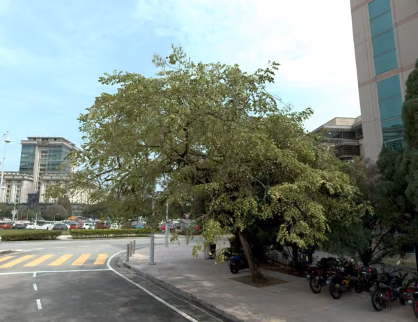 tree photo