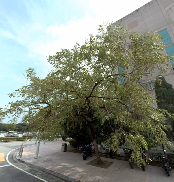 tree photo