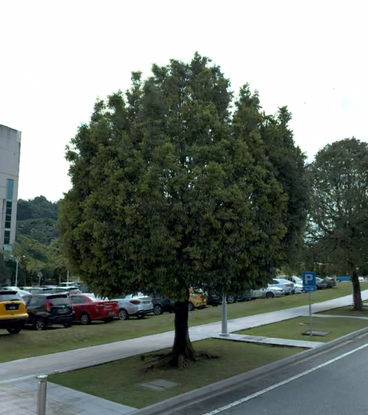 tree photo