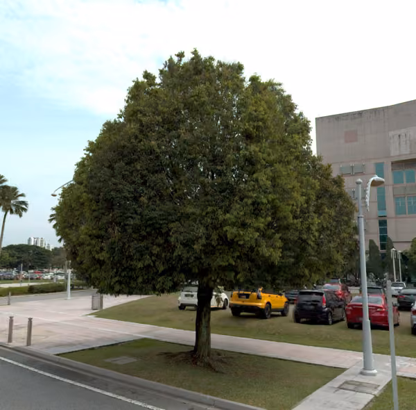 tree photo