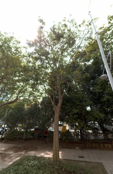 tree photo