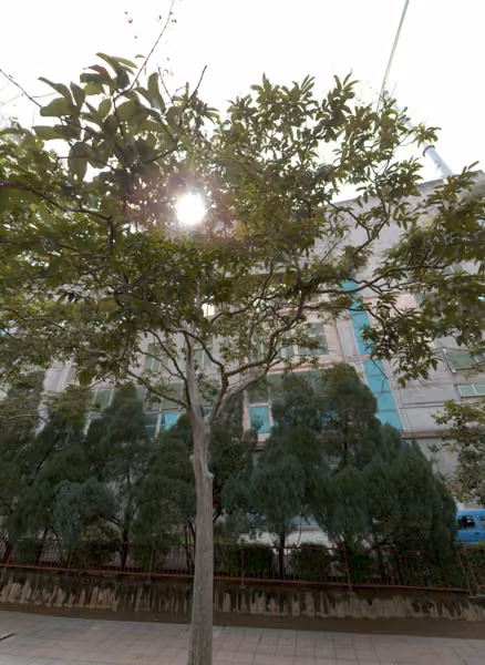 tree photo