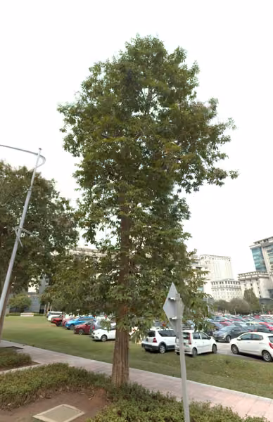 tree photo