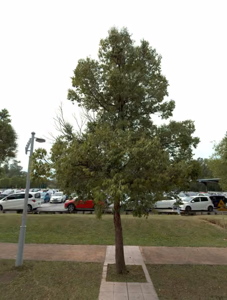 tree photo