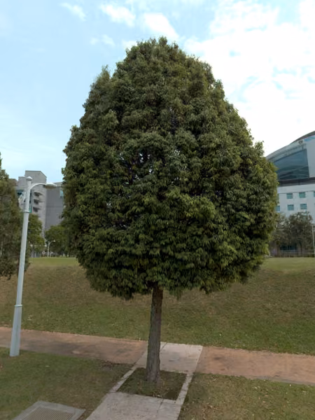 tree photo