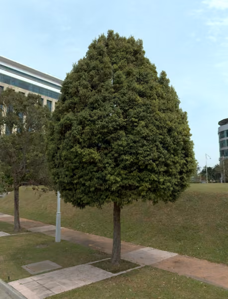 tree photo