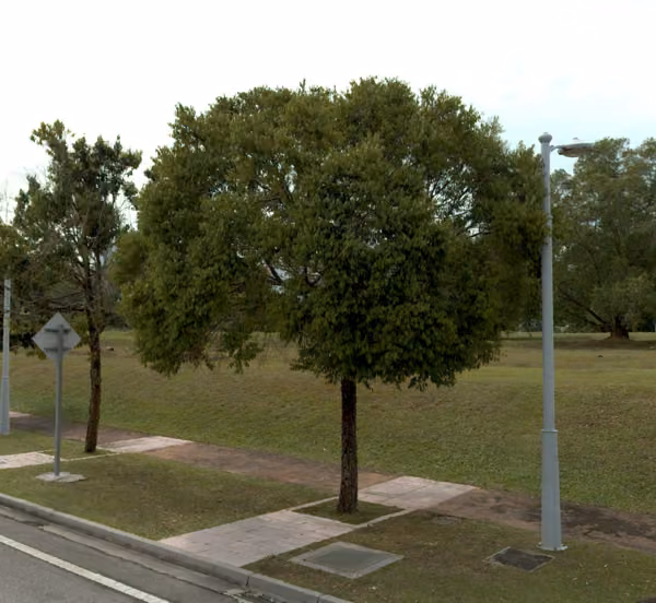 tree photo