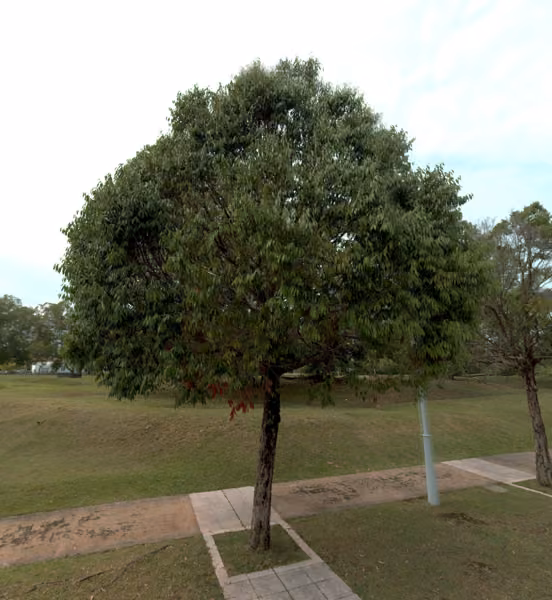 tree photo