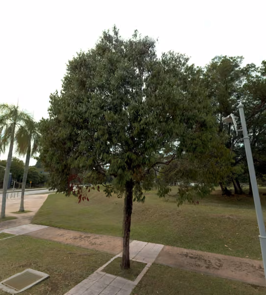 tree photo