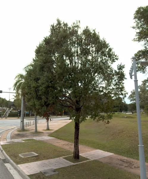 tree photo