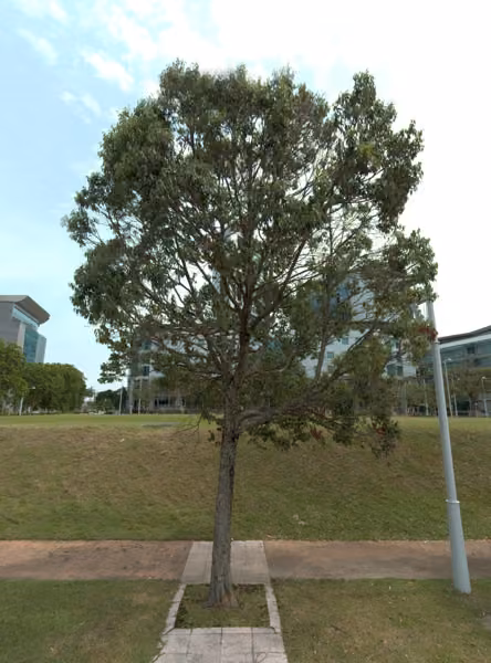 tree photo
