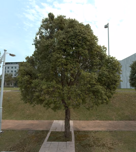 tree photo