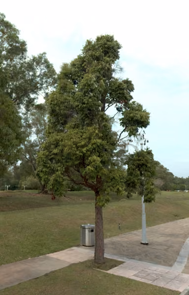 tree photo
