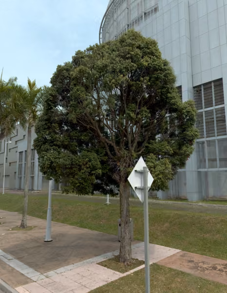 tree photo