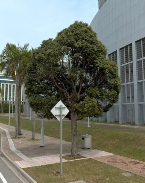 tree photo