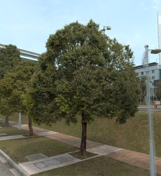 tree photo