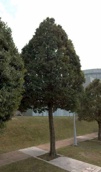 tree photo