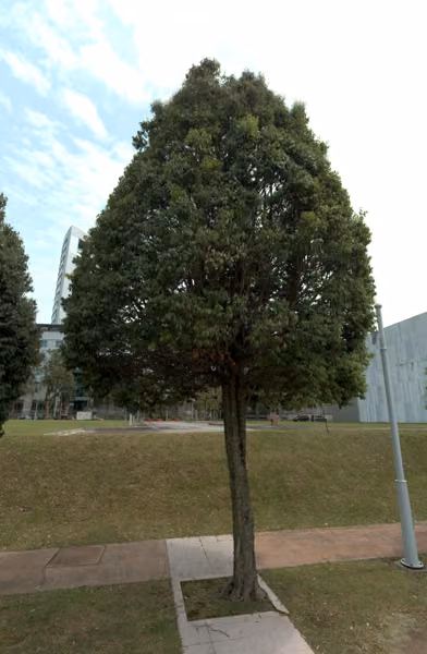 tree photo