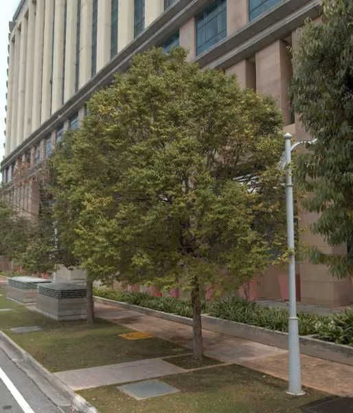 tree photo