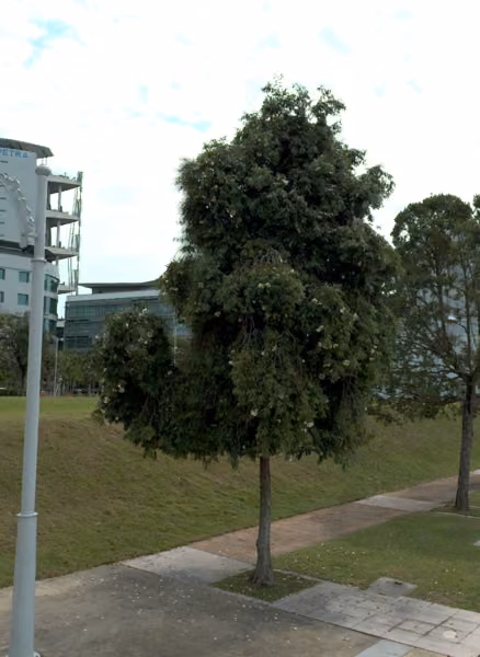 tree photo