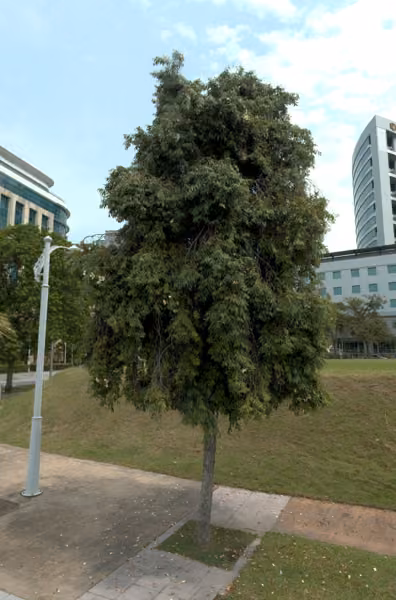 tree photo