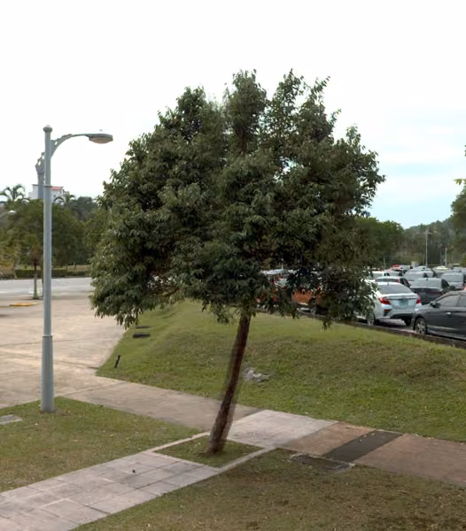 tree photo