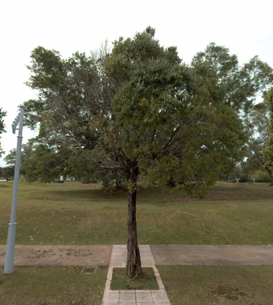tree photo