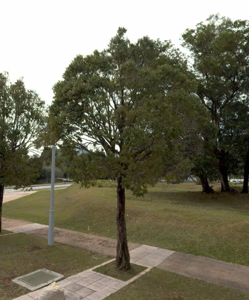 tree photo